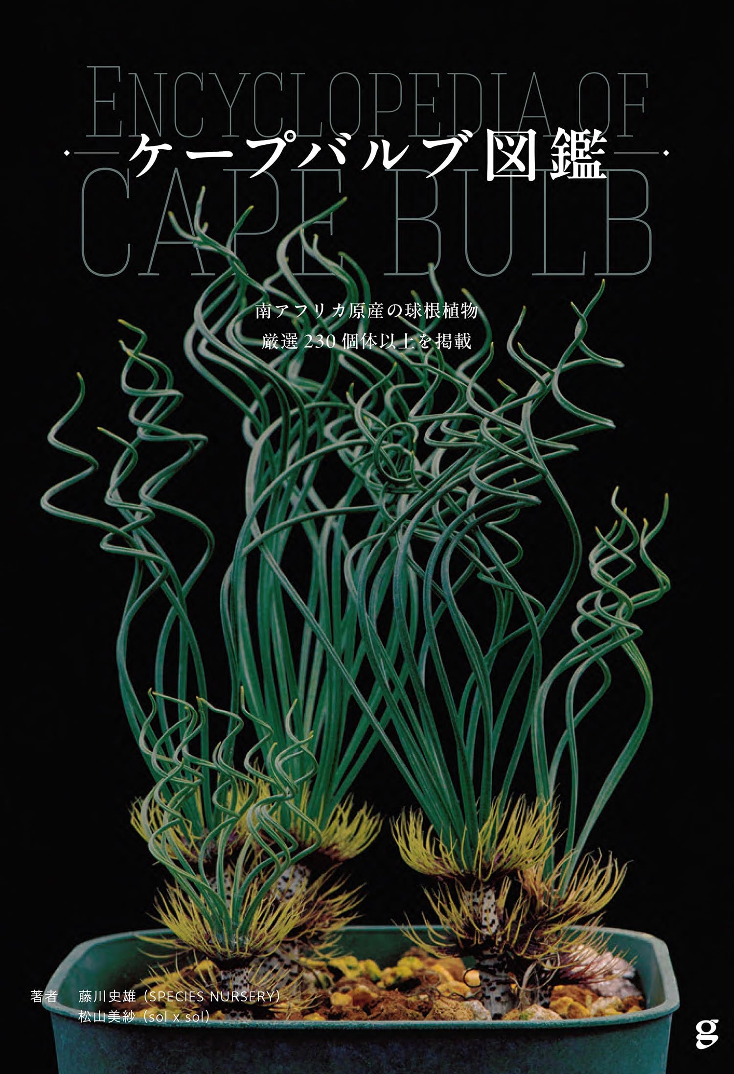 ケープバルブ図鑑 南アフリカ原産の球根植物 厳選230個体以上を